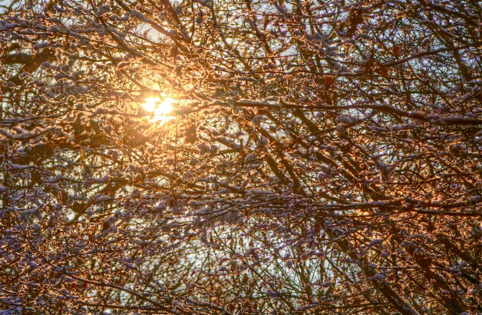 49 Wimbledon Common.jpg